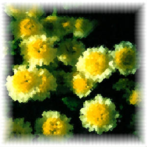 yellowflower.jpg